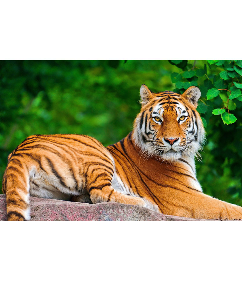 Poster Tigre - Animais