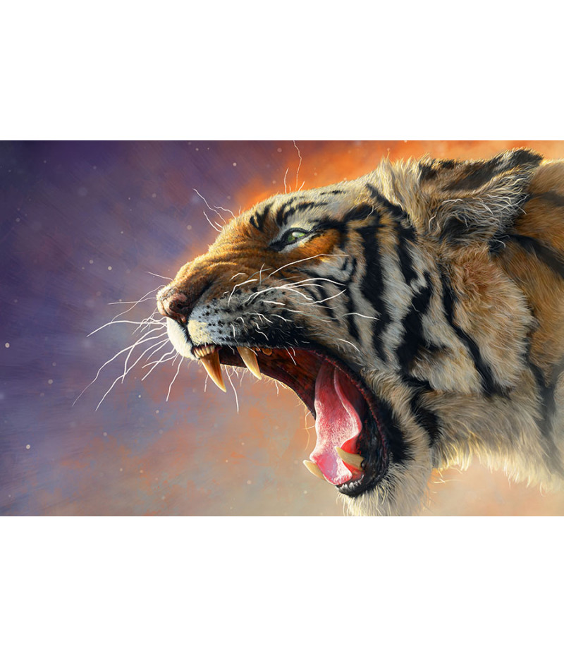 Poster Tigre - Animais