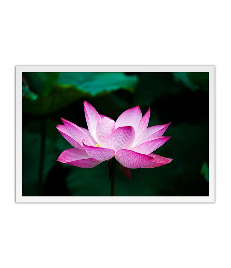 Poster - Flores