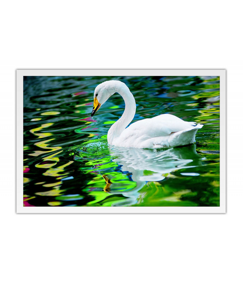 Poster Cisne - Pássaros - Passarinhos - Aves - Animais