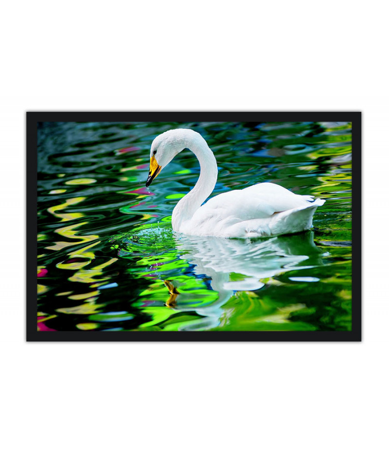 Poster Cisne - Pássaros - Passarinhos - Aves - Animais