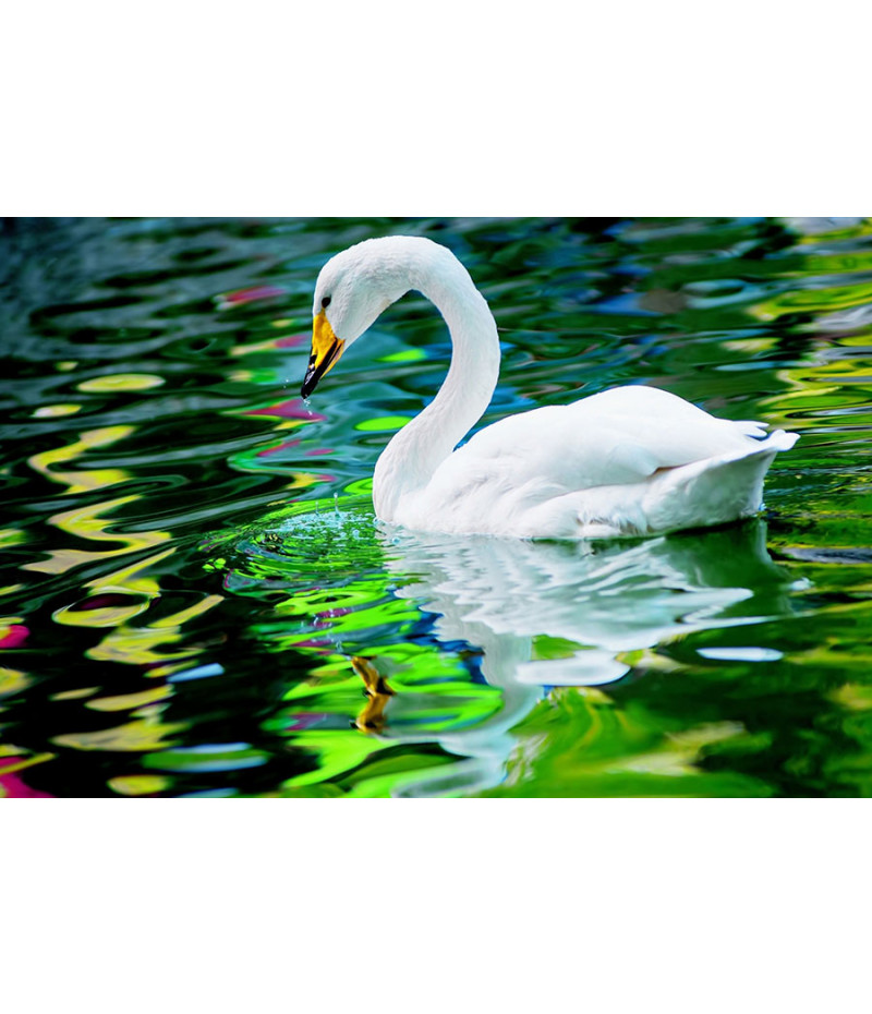 Poster Cisne - Pássaros - Passarinhos - Aves - Animais