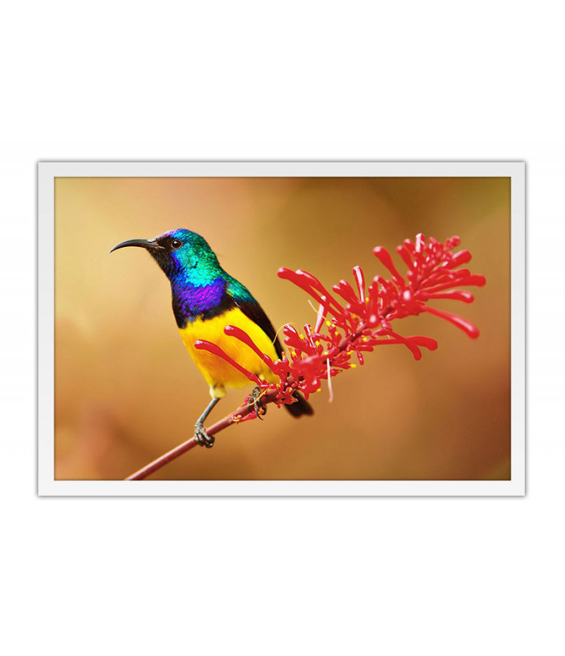 Poster Pássaros - Passarinhos - Aves - Animais