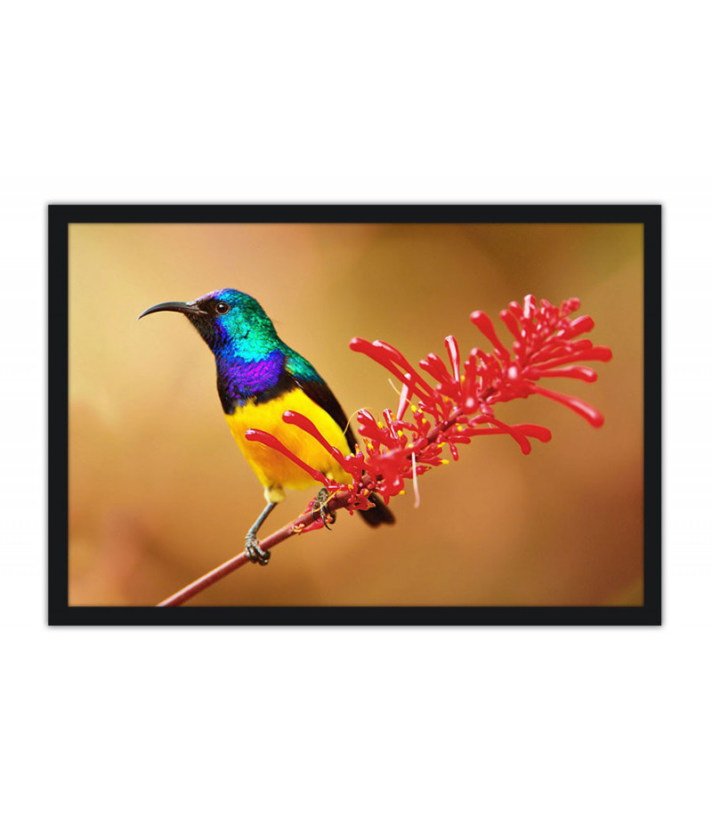 Poster Pássaros - Passarinhos - Aves - Animais
