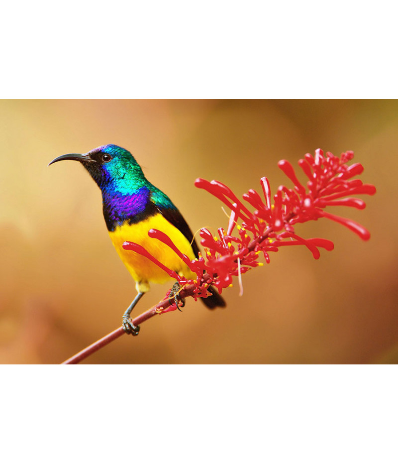 Poster Pássaros - Passarinhos - Aves - Animais