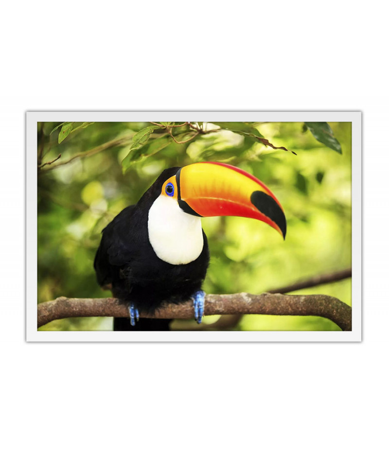 Poster Tucano - Pássaros - Passarinhos - Aves - Animais