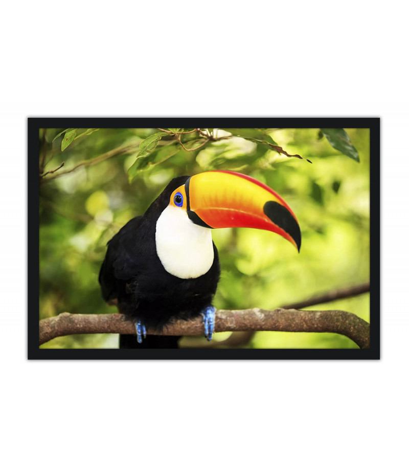 Poster Tucano - Pássaros - Passarinhos - Aves - Animais