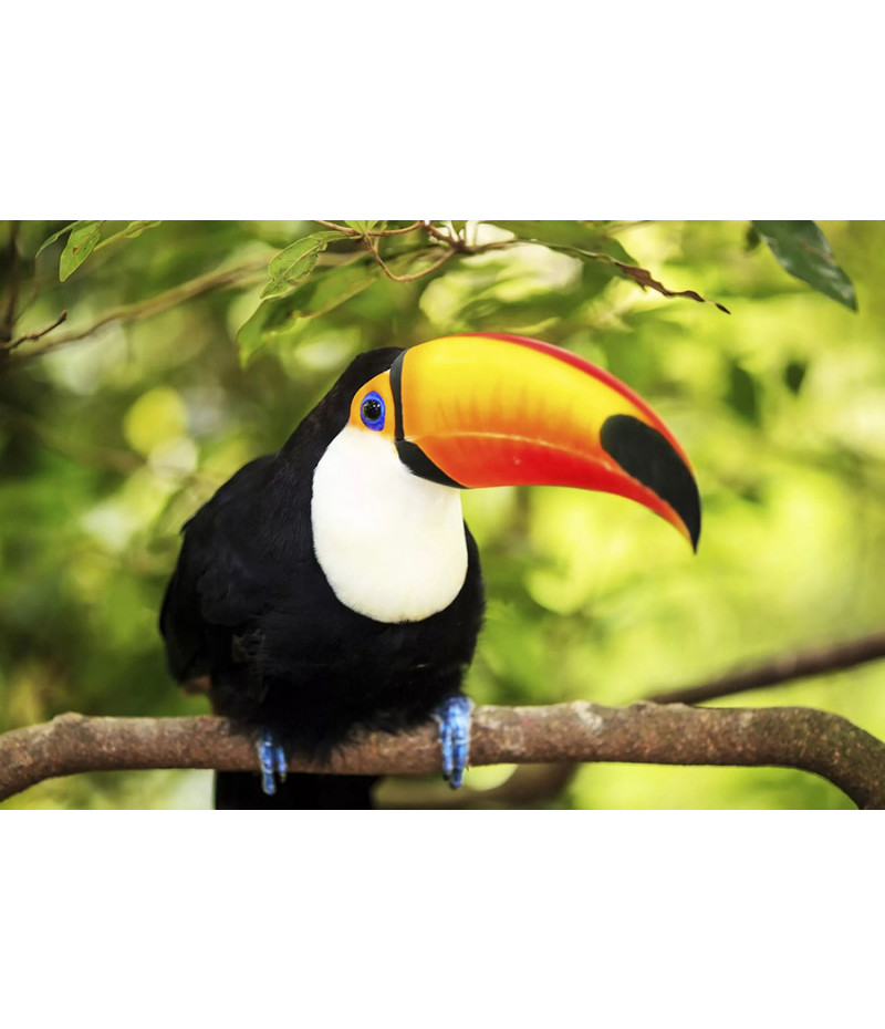 Poster Tucano - Pássaros - Passarinhos - Aves - Animais